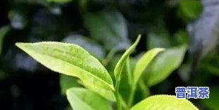 林下种植普洱茶价格表图片大全：全网最全的大图集与种茶技术详解