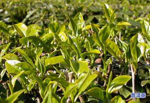 林下种植普洱茶价格表图片大全：全网最全的大图集与种茶技术详解