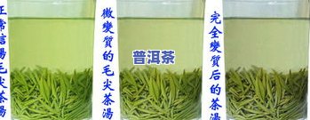 适合长期储存的茶叶：品种与保存方法全解析