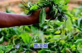 曼糯古树茶价格历年变化：2016-2023全记录