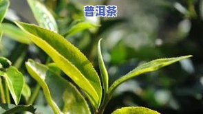 曼糯古树普洱茶-曼糯古树普洱茶价格