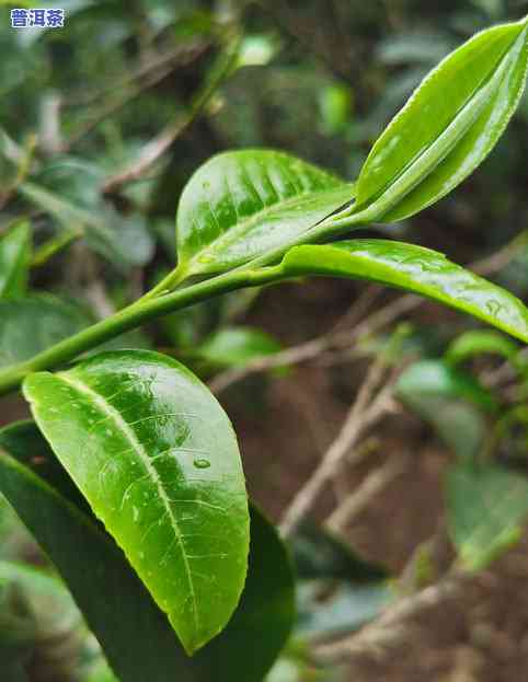 普洱茶的茶树品种图片介绍大全：品种名称、价格与视频全览