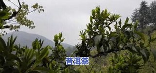 全面了解普洱茶的茶树品种：图片、讲解与教程