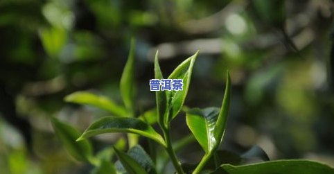 普洱茶的茶树种类及其特点介绍