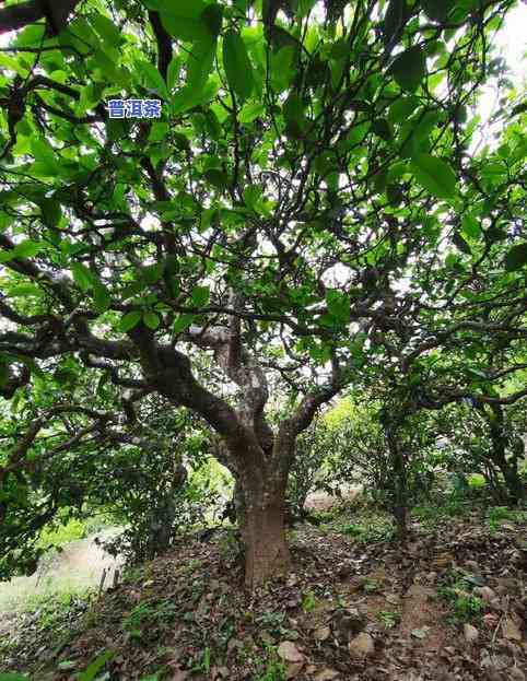 阿南古树普洱茶-阿南古树普洱茶价格表