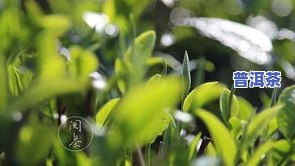 绿叶红镶边的是什么茶？探究其品种、品质特征与分类