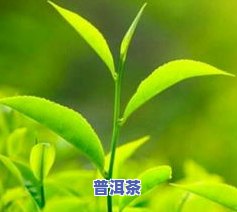 绿叶红边茶：揭示其独特品质特征与茶叶行业的关联