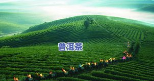 产量最少的普洱茶山头排名及种类介绍