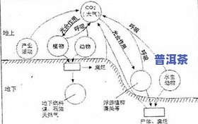 普洱茶纬度特点：解析普洱茶生长的地理环境作用