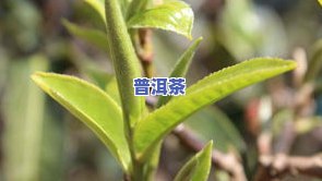 昔归古树普洱茶-昔归古树普洱茶特点