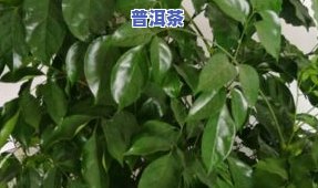 普洱茶泡后叶子特别腐烂：起因、是不是能喝及解决办法