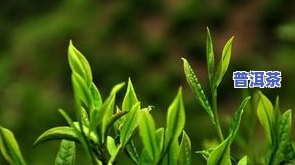 野生大叶种古树普洱茶-野生大叶种古树普洱茶好吗