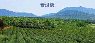 安徽哪个地方产茶叶最多？优质茶叶产地大盘点