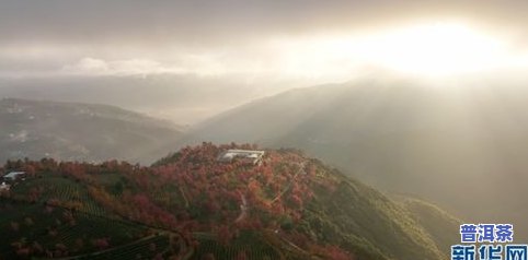 永德大雪山茶叶：特点、产地与适宜人群全面解析，最新市场价格一览