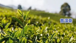 哪些地方最适合种植茶叶？