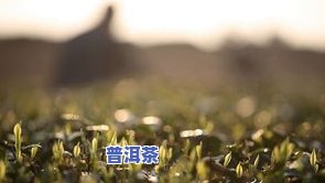 普洱茶采摘来源-普洱茶采摘来源于哪里