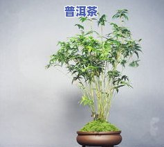 凤尾普洱茶-凤尾竹普洱茶