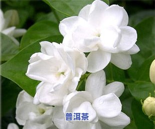 玫瑰花普洱茶的功效、作用与食用方法，以及禁忌与图片全解析