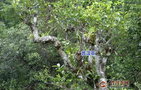 普洱怎么喝才正确方法，普洱茶的正确冲泡方法，让你品尝到最纯正的味道！