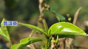 耿马普洱茶的特点：古树茶的独特韵味与品质特征