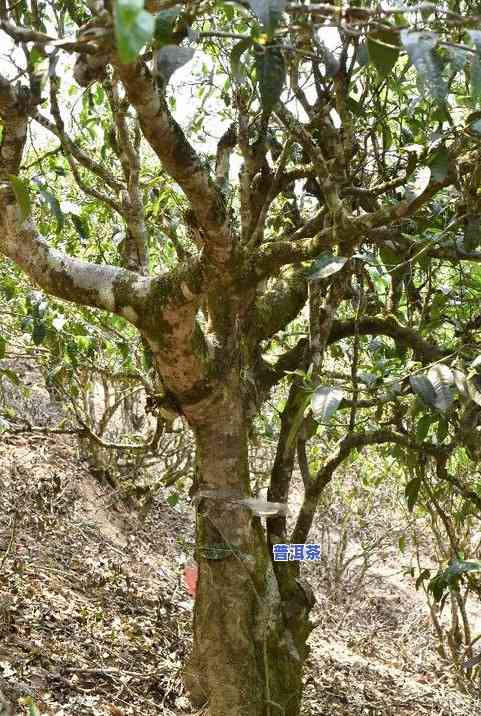 耿马古树普洱茶-耿马古树普洱茶价格表