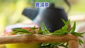 探索世界：究竟有多少种类的茶叶？