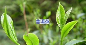 八大名茶有哪些茶叶-八大名茶有哪些茶叶品种