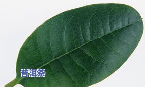 大益普洱茶保质期有多久？存放方法及更佳饮用时间解析