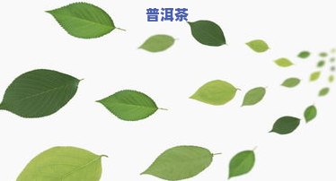 普洱茶的叶脉特征图片高清大全：叶种、特性和图片合集及视频教程