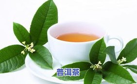 普洱茶春茶：采摘时间、特点及与秋茶的口感区别