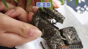 泡开普洱茶-普洱茶泡开了是什么意思