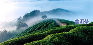 武夷山寻韵东方茶叶-武夷山寻韵东方茶业