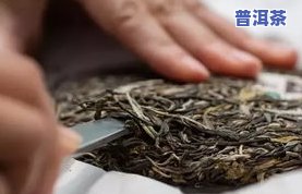 普恩古树普洱茶-普恩古树普洱茶恩泽