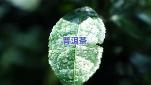 兰花香最强的普洱茶是哪种-兰花香最强的普洱茶是哪种茶