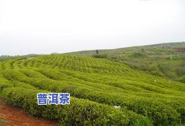 浙江十大茶叶：、基地与排名全揭秘