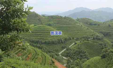 浙江十大茶叶：、基地与排名全揭秘