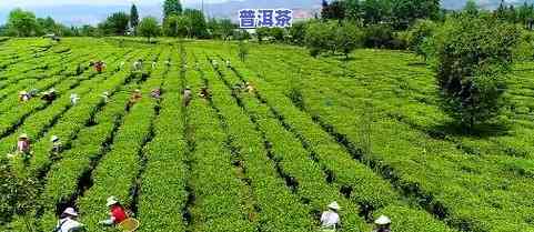 浙江十大茶叶：、基地与排名全揭秘