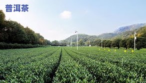 浙江十大茶叶：、基地与排名全揭秘