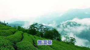 张家界的茶有多少品种？了解这座城市的茶叶特色