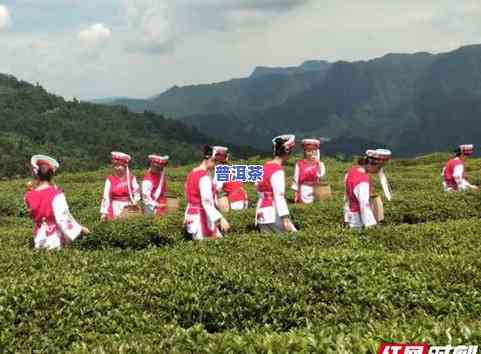 张家界有哪几种茶叶-张家界有哪几种茶叶品种