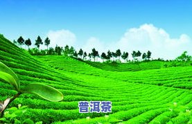 东莞茶叶与广州茶叶：品质、销量及产地比较