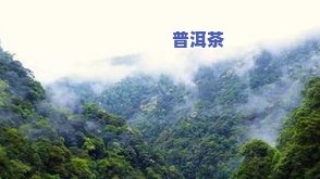 云贵高原所产的茶叶-云贵高原所产的茶叶有哪些