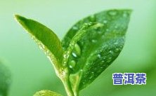 促进肠道蠕动的茶叶-促进肠道蠕动的茶叶有哪些