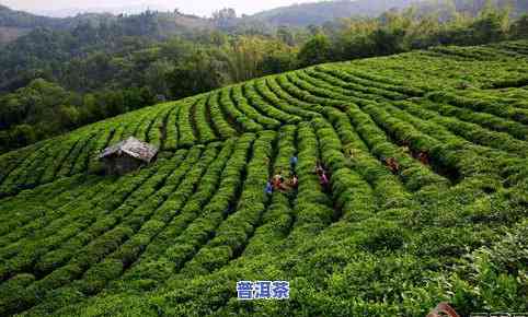 阿昌普洱茶-阿昌族茶