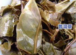 普洱茶叶底解析：怎样区分好茶与坏茶？