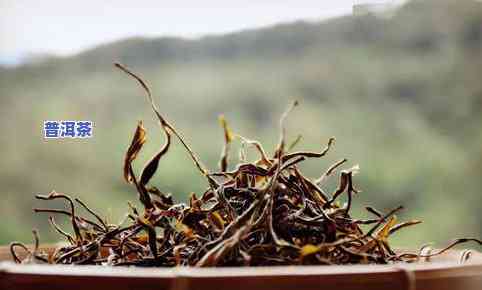 延庆普洱茶-云南庆阳普洱茶