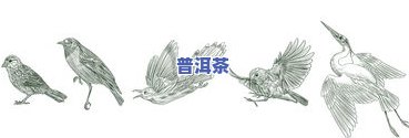 普洱茶插图-普洱茶插画