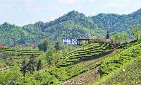 谢裕大茶叶股份电话及官网介绍，探访谢裕大生态茶园与茶场，熟悉谢裕大茶园位置