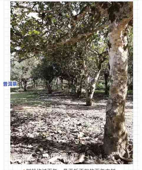 深入了解布朗山古树茶：口感特点与价格分析