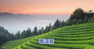 云南采风普洱茶的特点：特别的风味与美丽的茶园景色